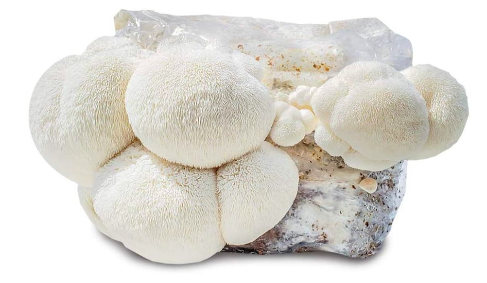 Lion's Mane Mushroom Grow Kit : Luigi's Gourmet Mushrooms - Luigis Gourmet mushroom